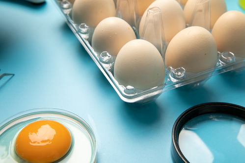 無菌雞蛋食品安全農業科技食品培育攝影圖 插畫 下載至來源處